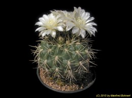 Gymnocalycium spec. 25